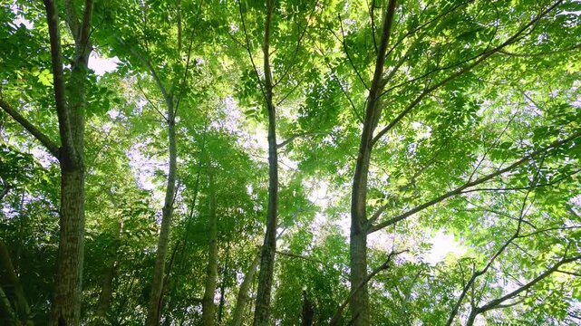 眩しい太陽の光が差し込む夏の森の中を歩くアウトドア　スローモーション