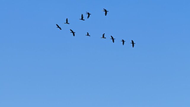 Geese in V formation soar through cloudless blue sky