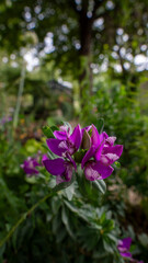 Obraz premium Vibrant purple blooms stand out against lush green foliage