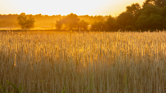 Goldener Dunst 