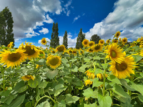 Bright Yellow Sunflowers Blooming in a Field Under Blue Sky with Clouds