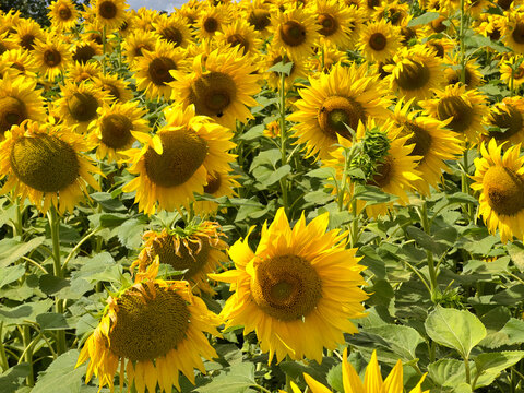 Bright Yellow Sunflowers Blooming in a Field Under Blue Sky with Clouds