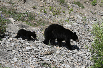 American black bear and bear cub in Rocky Mountain in Alberta, Canada © Bumble Dee