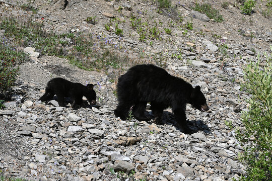 American black bear and bear cub in Rocky Mountain in Alberta, Canada