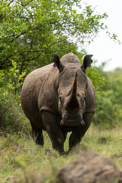 rhino in the grass