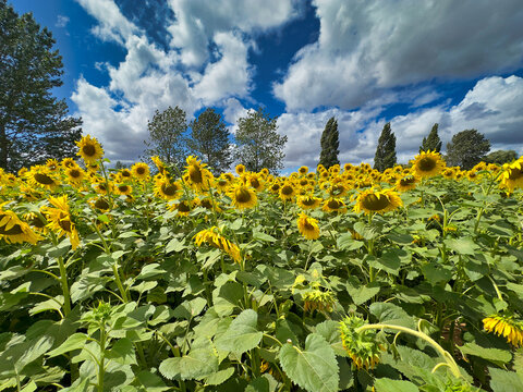 Bright Yellow Sunflowers Blooming in a Field Under Blue Sky with Clouds