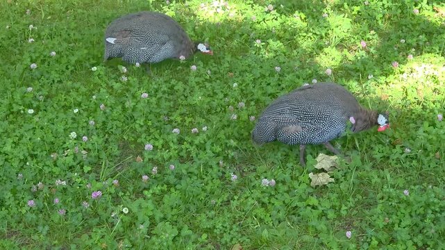 Guinea fowl foraging on green grass with flowers in a field