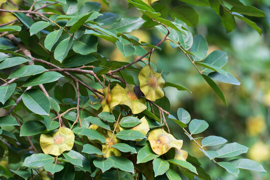 Burma Padauk unripe fruits on tree, locally known in Thailand as Pradoo. Fruit is a unique, flat, disc-shaped pod surroundedlocally. Scientific name is Pterocarpus macrocarpus Kurz