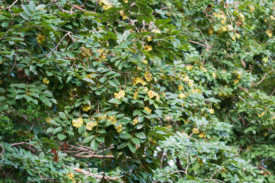 Burma Padauk unripe fruits on tree, locally known in Thailand as Pradoo. Fruit is a unique, flat, disc-shaped pod surroundedlocally. Scientific name is Pterocarpus macrocarpus Kurz
