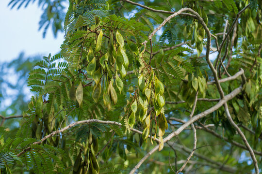 Unripe fruits of Copper pod tree on branch. Scientific name is Peltophorum pterocarpum (DC.) Backer ex K.Heyne.