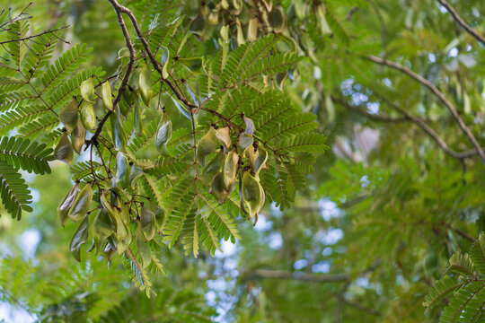 Unripe fruits of Copper pod tree on branch. Scientific name is Peltophorum pterocarpum (DC.) Backer ex K.Heyne.