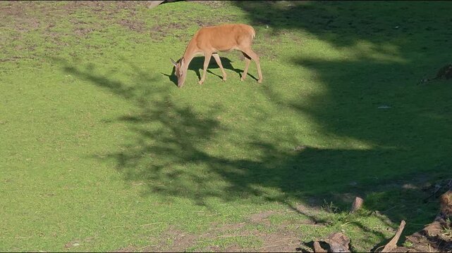 Deer grazing on grass in a sunny field during the afternoon