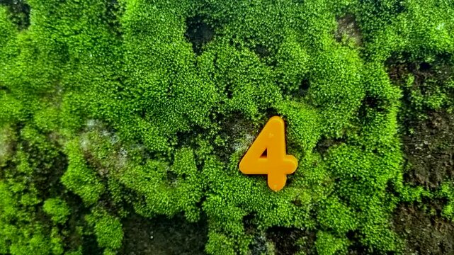 Orange number four plastic character on a lush green mossy tree trunk moss nature forest bark growth