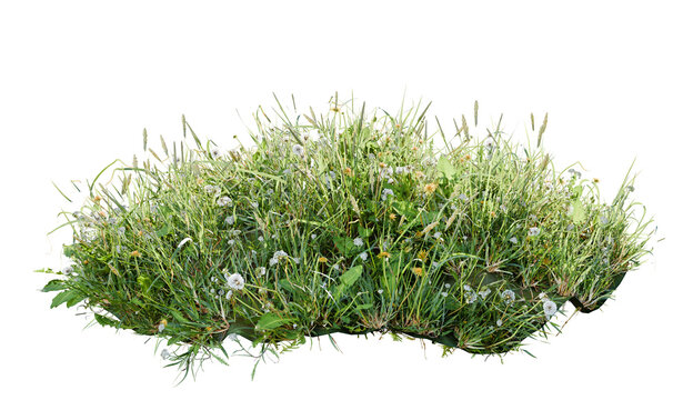 Wild grass and flowers isolated on transparent background 3D render