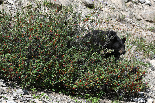 American black bear  feeding on berries in Rocky Mountain in Alberta, Canada