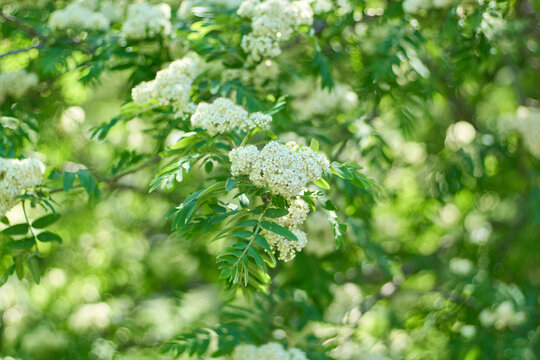 Detailed close up of fresh white flower clusters of a blooming rowan tree or mountain ash branch with green leaves