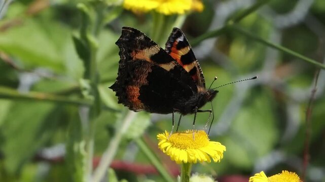 Small tortoiseshell butterfly (Aglais urticae) feeding on flowers for a nature and wildlife  documentary, butterflies stock video footage clip