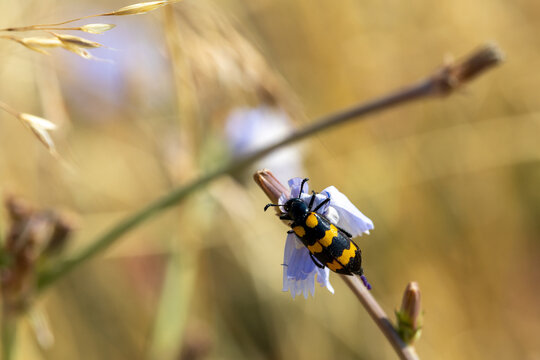 Black and yellow blister beetle on a small blue flower with natural blurry background