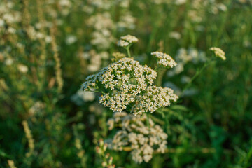 Blooming Common Yarrow Achillea Millefolium in Summer Meadow © Алексей Филатов
