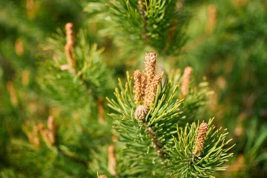 Vibrant spring awakening concept featuring detailed pine tree branches in a sunny forest park