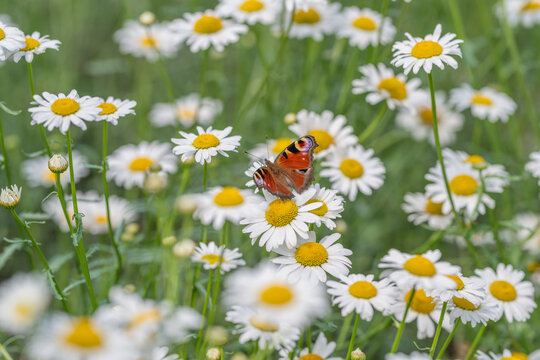 Butterfly dances amid a field of daisies, celebrating nature's beauty on a sunny day in early spring