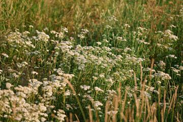 Blooming Common Yarrow Achillea Millefolium in Summer Meadow © Алексей Филатов