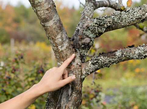 Hand Pointing at Moss and Lichen on Tree Trunk Bark | Close Up of Human Finger Touching Lichen Covered Tree Branch | Person Inspecting Tree Bark Disease and Natural Lichen Growth 