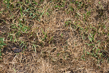 Obraz premium Poor lawn condition: Close-up of dry matted grass and patches of bare earth in a garden