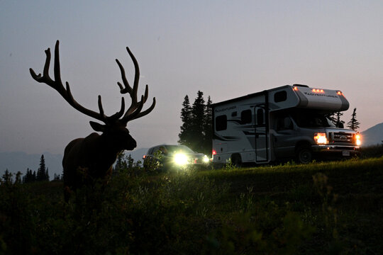 Jasper, Alberta, Canada - July 21, 2026: Elk near the road with cars in evening time in Jasper National Park, Canada.
