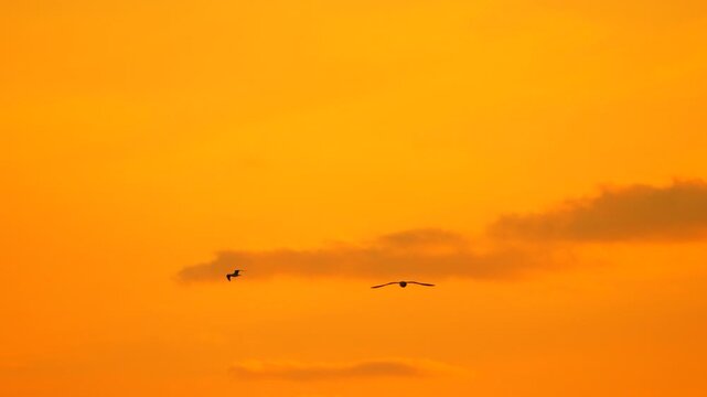 Seagull flying sunset, vibrant orange sky, single bird gracefully soaring through nature's colorful canvas, freedom