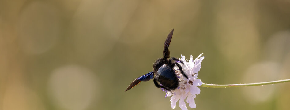 Large black carpenter bee with blue-shining wings pollinating a wildflower macro landscape format