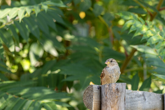 Small sparrow bird perched on a wooden fence against lush green foliage background