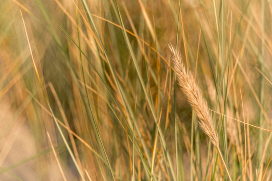 Close-up of golden beach grass in soft light