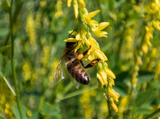 Honey bee collecting nectar from yellow flower in garden. Insect pollinating plant in summer meadow. © Maria Moroz