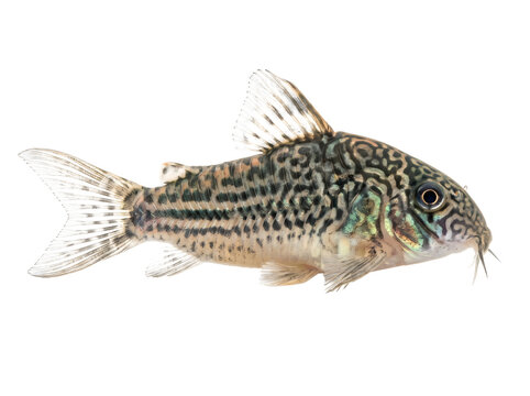 Small spotted corydoras catfish swimming
