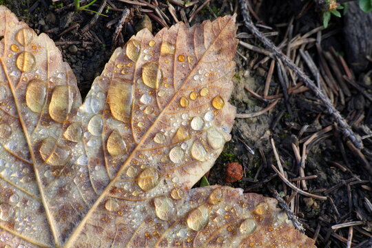Ahornblatt