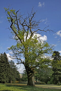 Teilweise abgestorbene Eiche