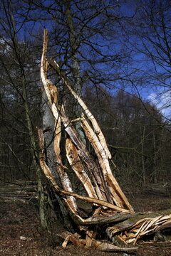Rotbuche nach einem Sturm