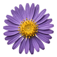 Obraz premium Macro Detail of Purple Aster Pressed Flower on Transparent 