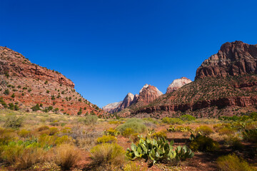 Naklejka premium Stunning desert landscape of Zion National Park canyon with cacti and shrubs