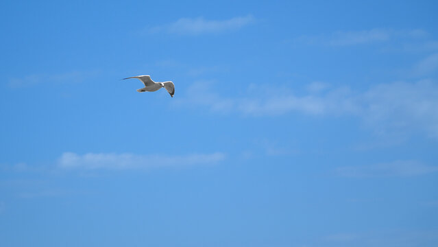 White seagull soaring solo through bright blue sky on a sunny day