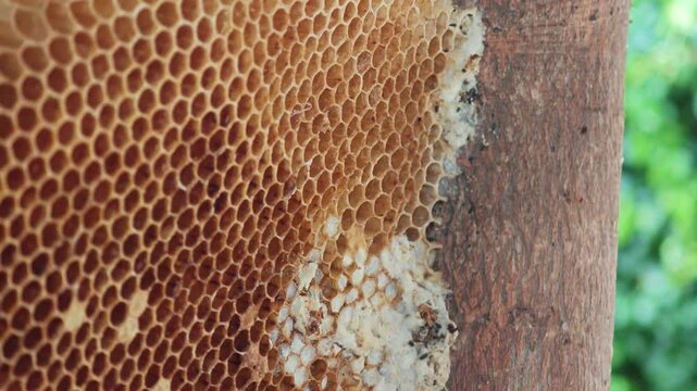 Honeycomb wax cell close up detail.