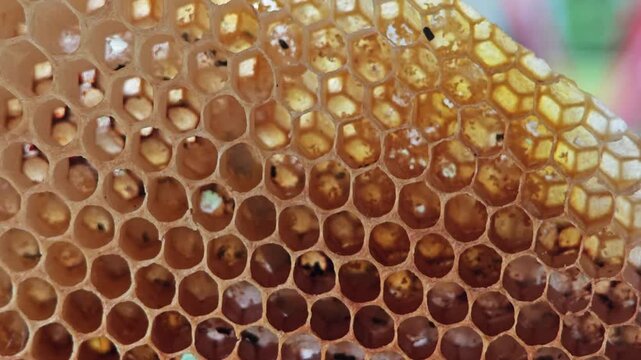 Bee larvaes in honeycomb, Bee hive.