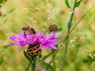 Honey bee pollinating purple knapweed flower in summer meadow. Close up of insect gathering nectar on wild plant. © Maria Moroz