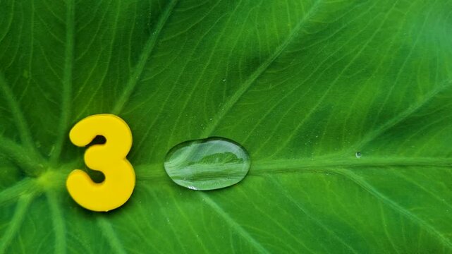 Yellow number three figure sitting on a large green leaf with a single water droplet
