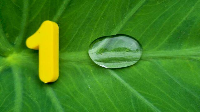 Yellow number one toy placed next to transparent water droplet on large green leaf