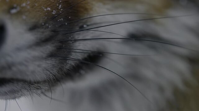 tiger resting in close-up with relaxed expression and fur details in a natural setting with brown and white tones, close-up shot of the tiger's face with a serene and detailed view.