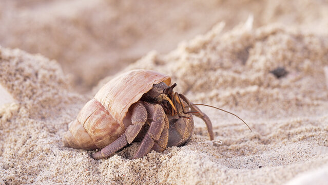 a hermit crab, a crustacean from the genus coenobita, in a shell in beach sand, sulawesi, indonesia, southeast asia, close-up macro shot