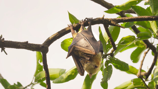 Sulawesi flying fox or fruit bat with baby or pup, a pteropus species of megabats endemic to indonesia hanging in tree