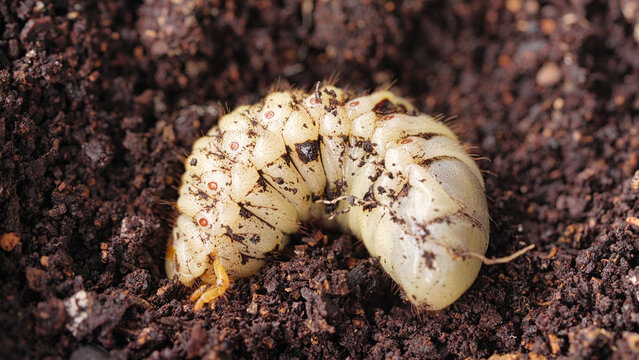 A coconut rhinoceros beetle insect larva crawling in soil or dirt in indonesia, southeast asia, extreme close-up, macro shot